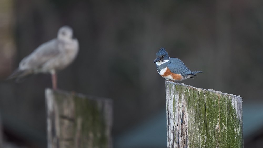 Belted kingfisher and gull