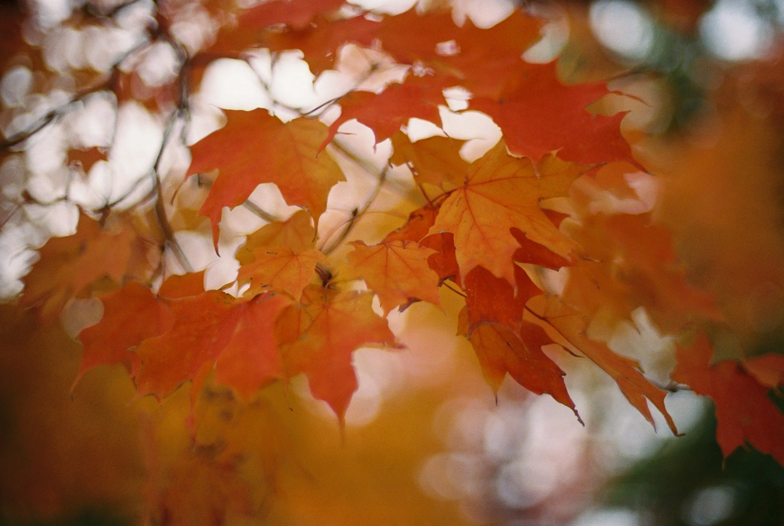“Things to do in Detroit in October” -samantha scott, visitdetroit