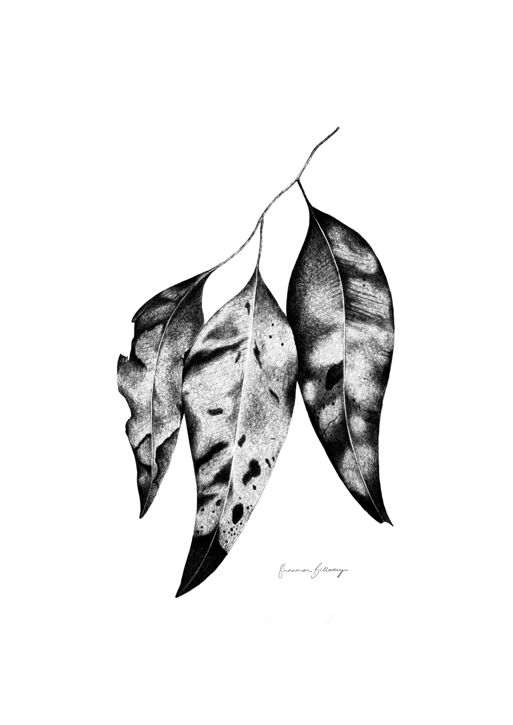 Gum+Leaves+A2+2.png