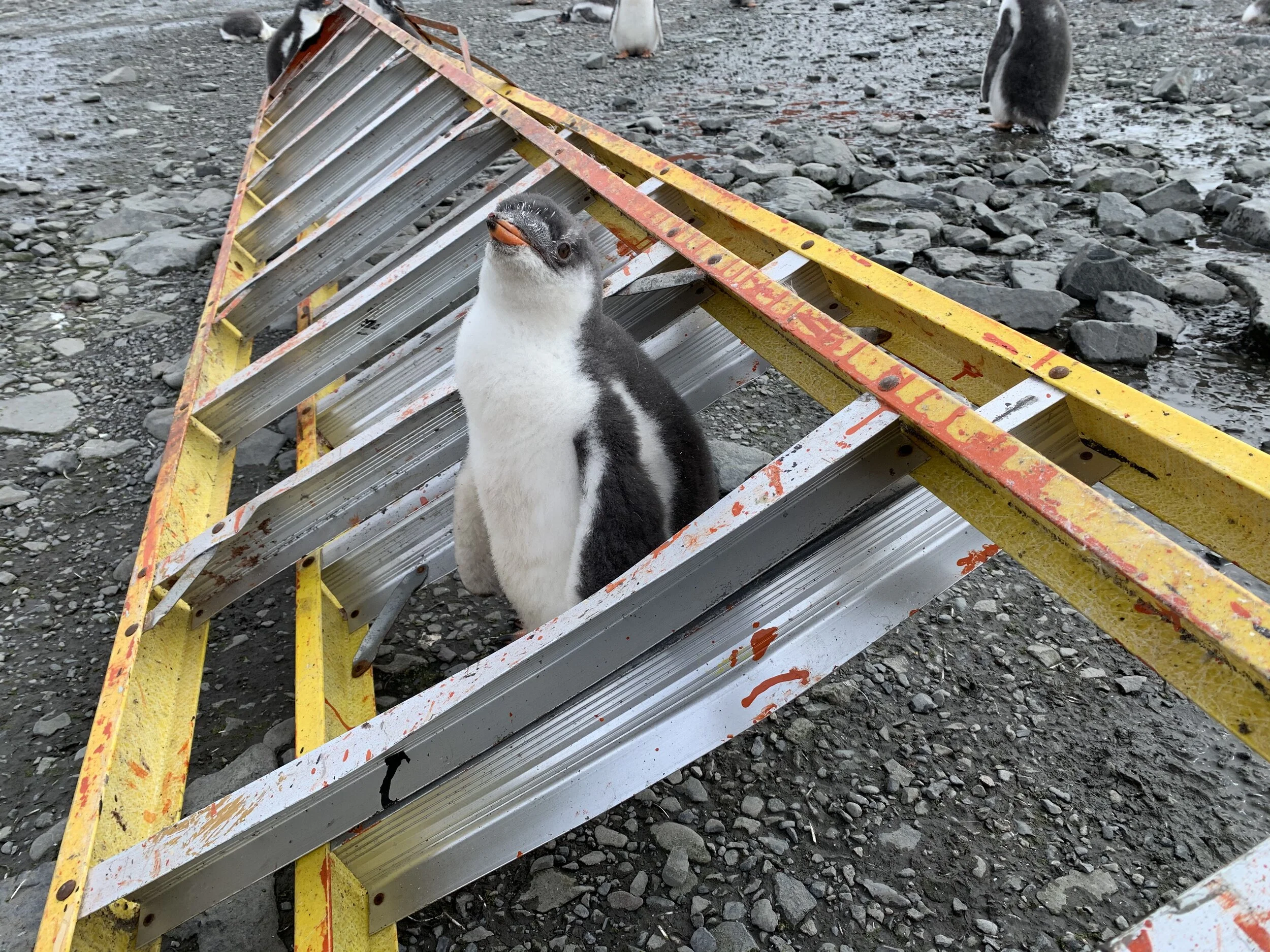 The Shelter at Hope Bay