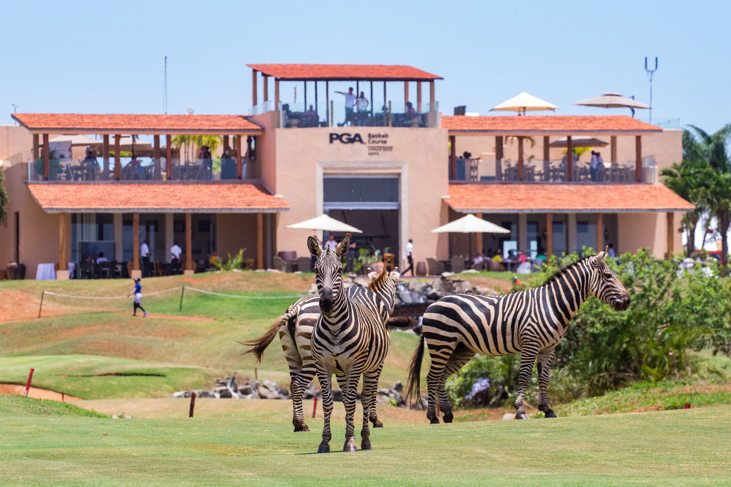 WILDLIFE ADORN VIPINGO RIDGE AS LADIES EUROPEAN TOUR GETS UNDERWAY