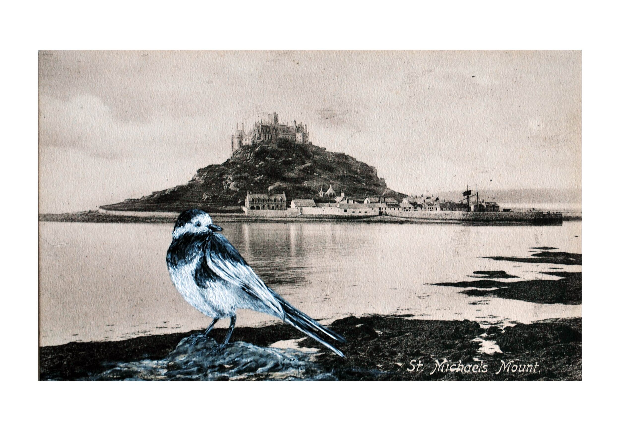 Pied Wagtail at St. Michaels Mount