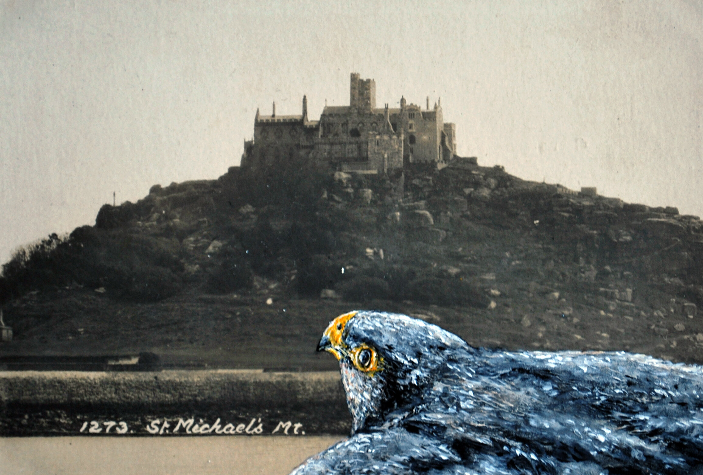 Bird's Eye View , Peregrine Falcon 