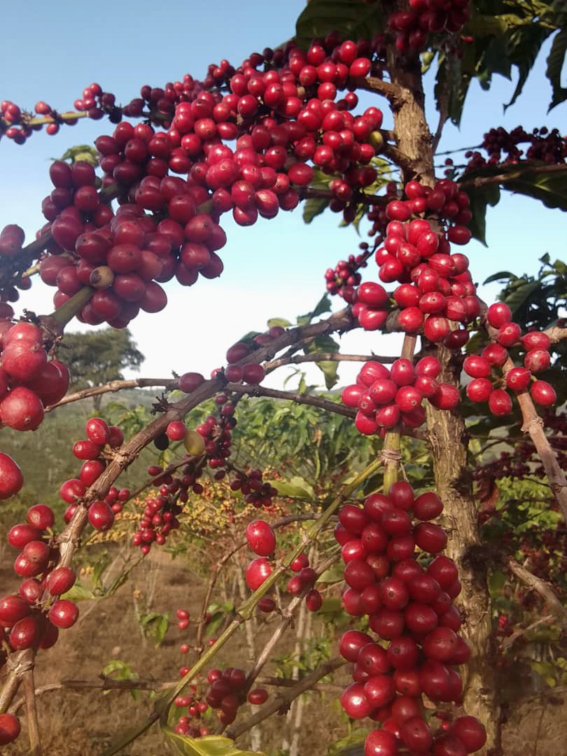 Cafe_Imports_Ethiopia_Kayon_Mountian-12-2024-06-05-202422.jpg