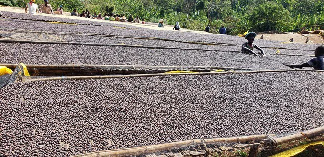 Cafe_Imports_Ethiopia_Banko_Gotiti-2-2022-04-29-191627.jpg