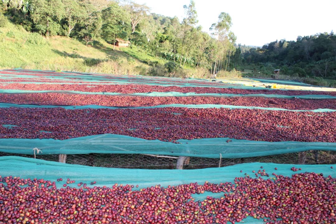 Cafe_Imports_Ethiopia_Hambela_Wamena6-2022-08-02-013200.jpeg