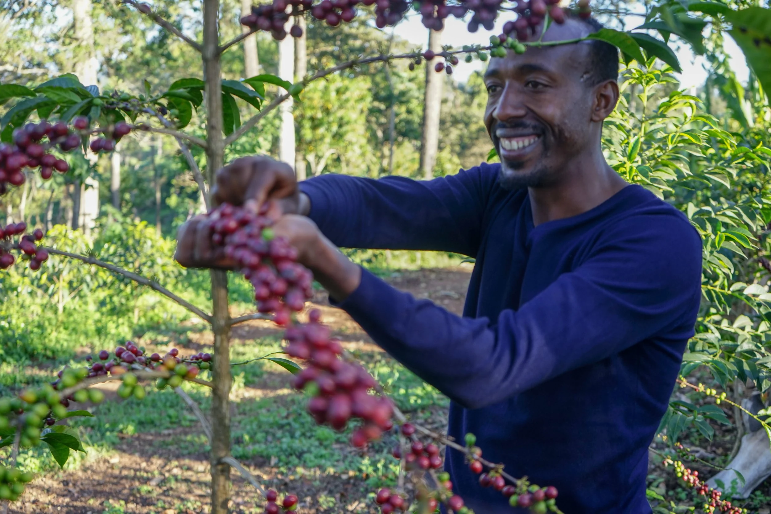 Cafe_Imports_Ethiopia_Kayon_Mountain-6-2022-08-02-015235.jpg
