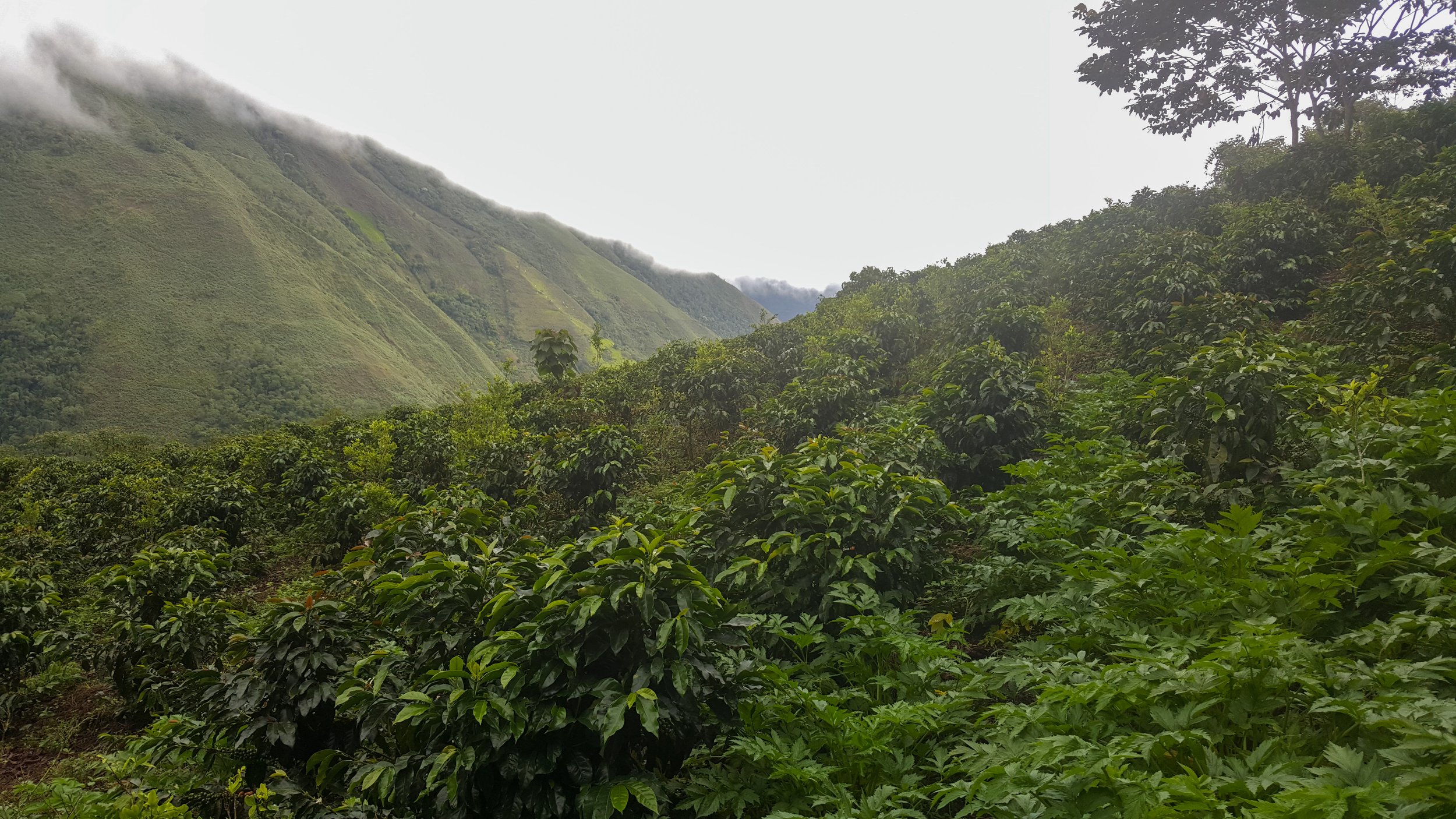 Cafe_Imports_Colombia_WCP_ARGCAFEE-2023-03-03-003823.jpg
