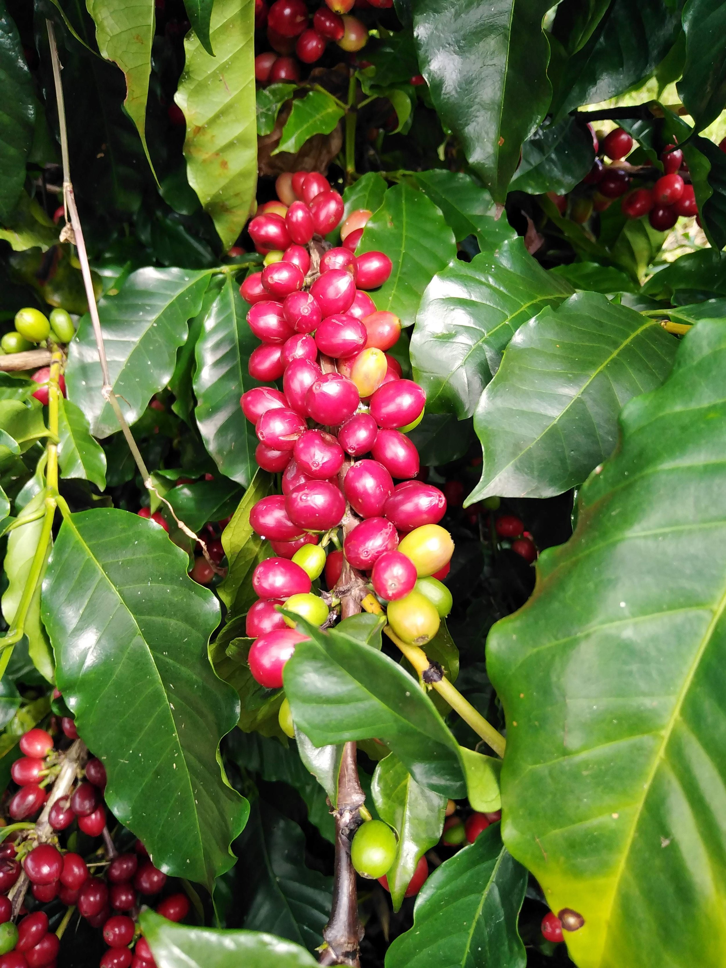 Cafe_Imports_Costa_Rica_Finca_Higuerones8-2023-03-03-031446.jpg