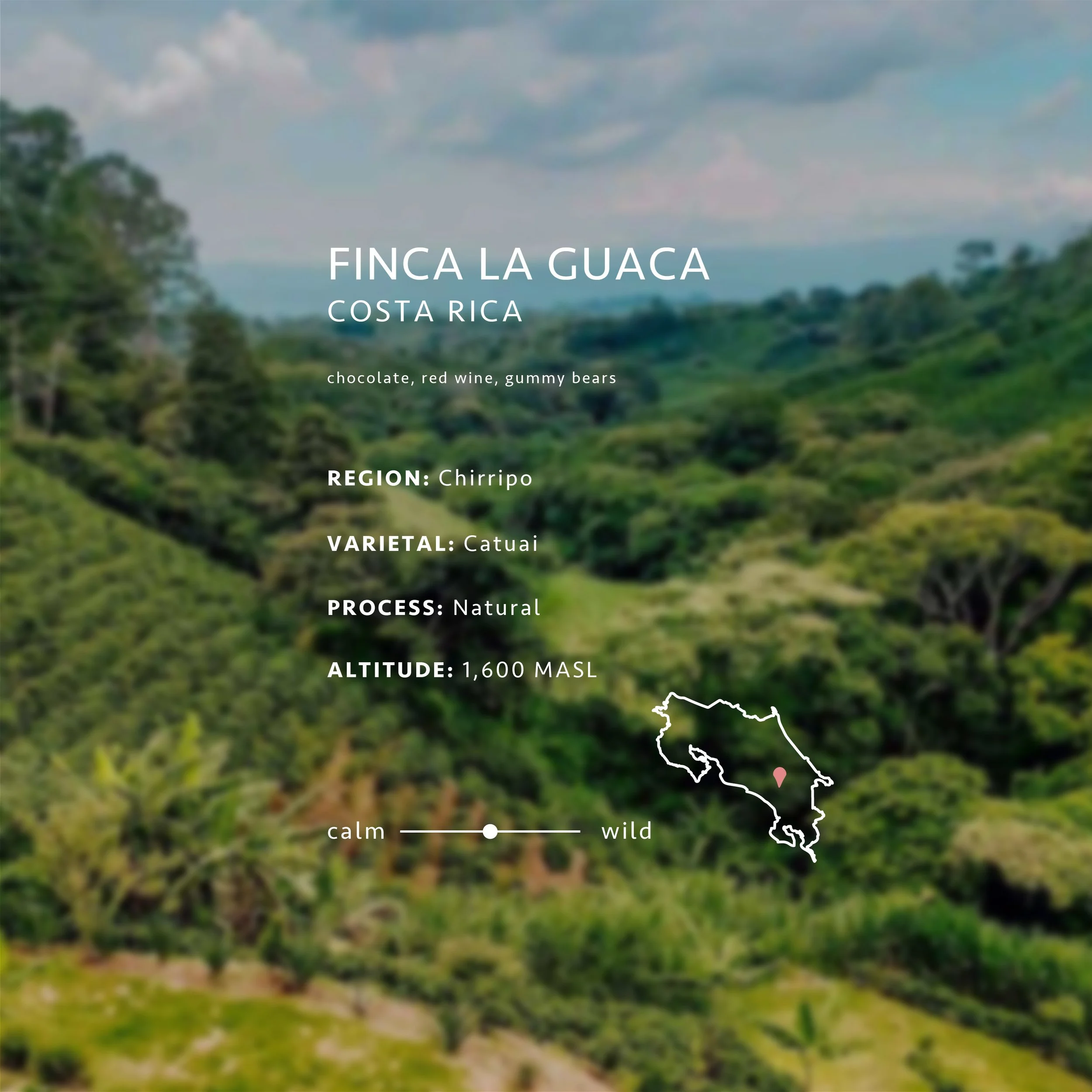 Tk Rica Mundos Roasting & Co.