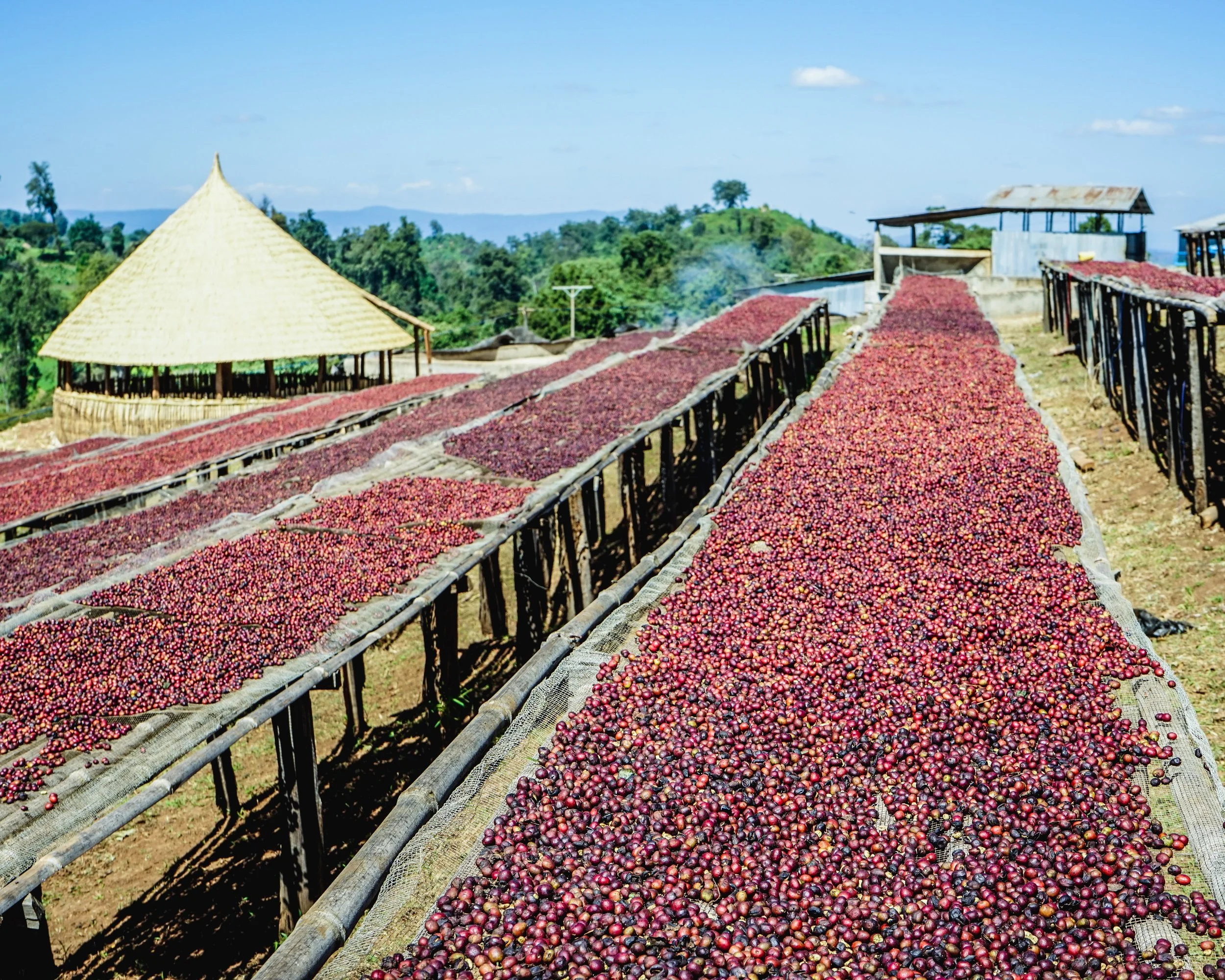 Cafe_Imports_Ethiopia_Kayon_Mountain-2-2022-08-02-015241.jpg
