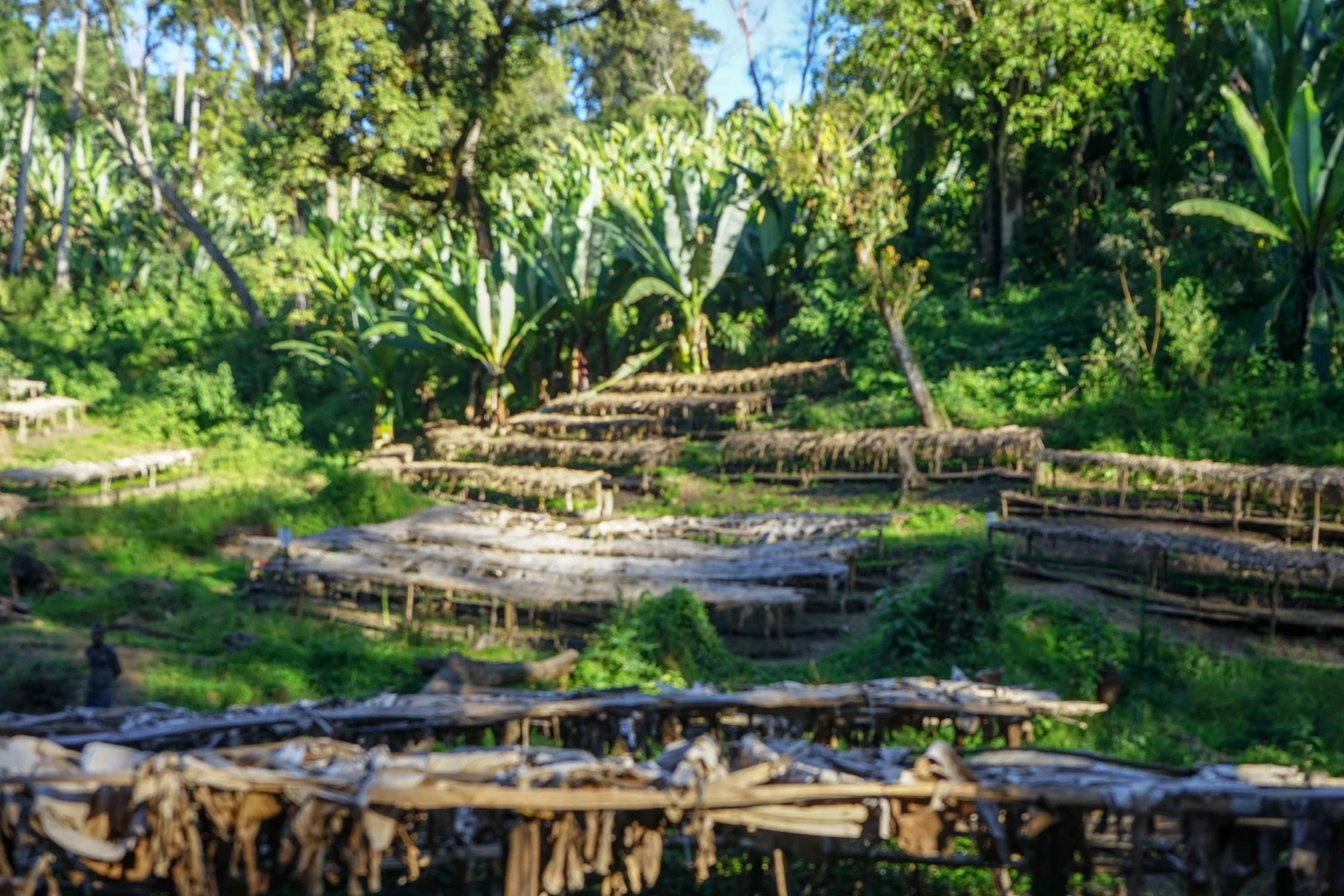 Cafe_Imports_Ethiopia_Kayon_Mountain-5-2022-08-02-015237.jpg