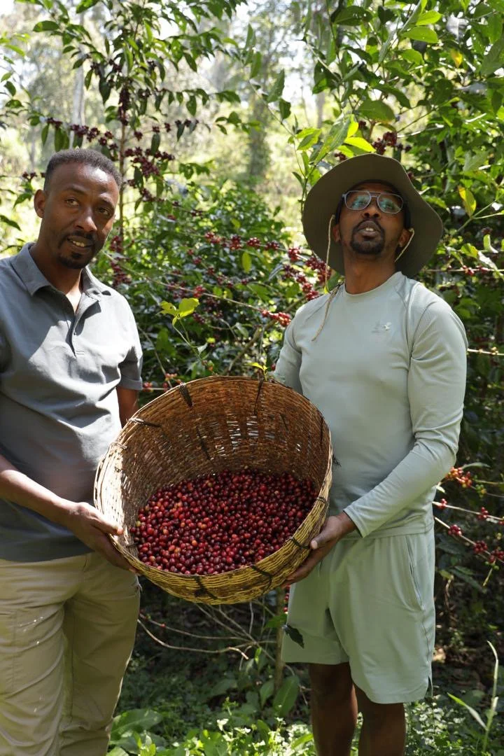 Cafe_Imports_Ethiopia_Kayon_Mountain-23-2025-01-02-182922.jpg