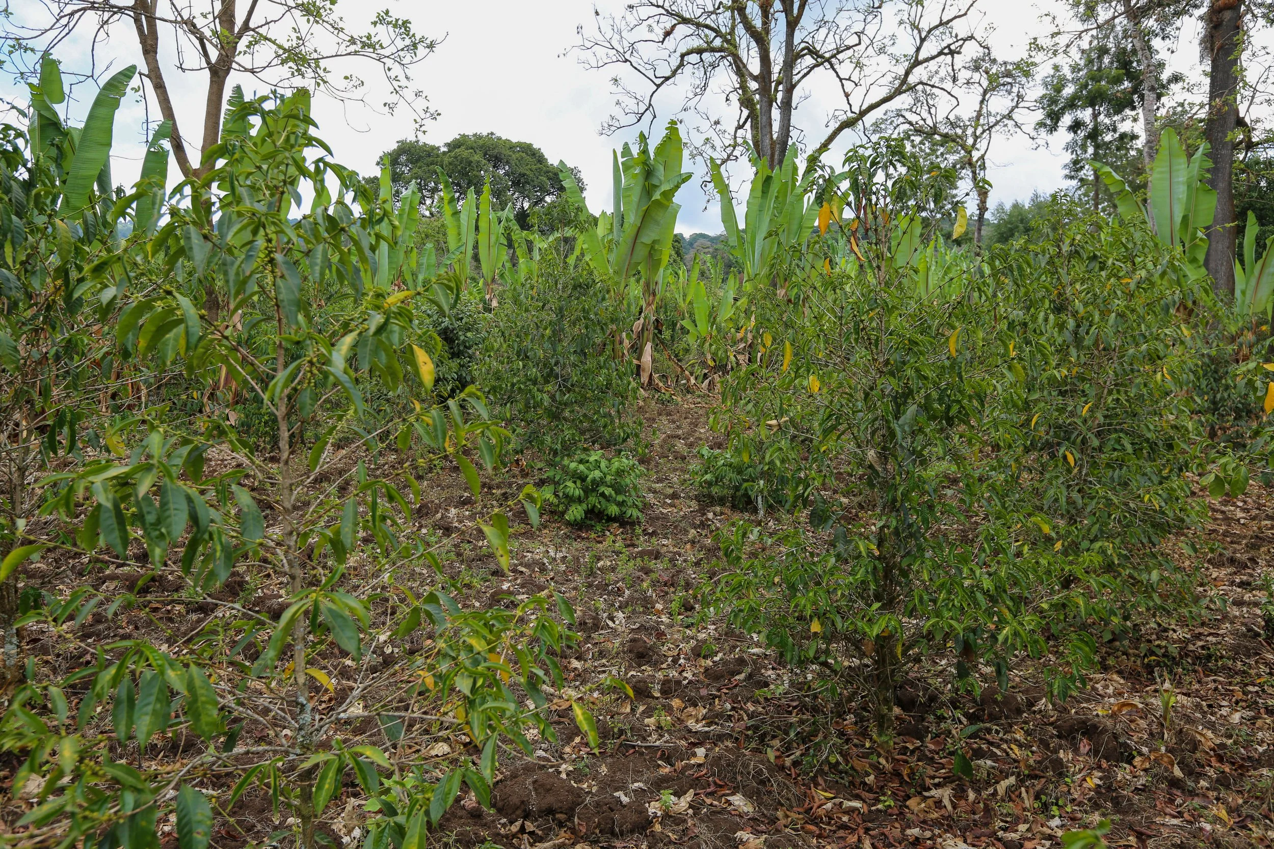 Cafe_Imports_Ethiopia_Small_Farmer_Project6-2022-07-26-175125.jpg