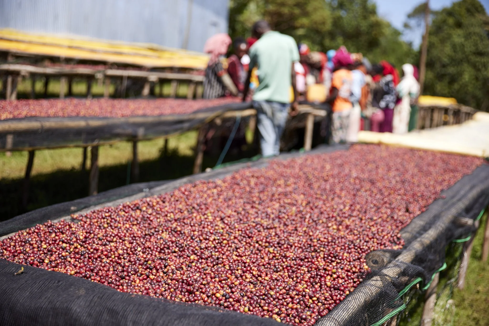 Cafe_Imports_Ethiopia_Duwancho6-2025-04-17-013207.jpg