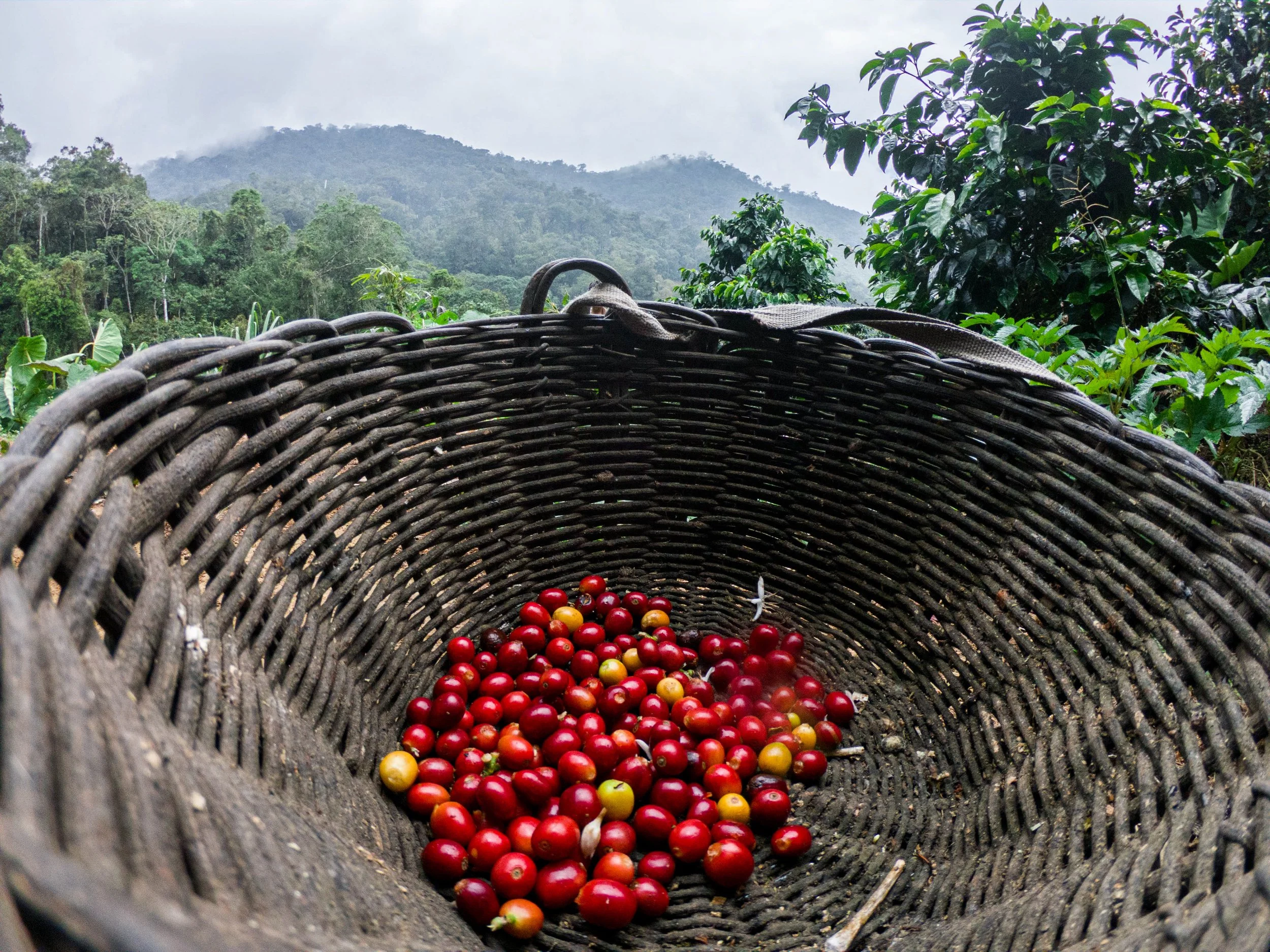 Cafe_Imports_Peru_Org1-2022-05-03-040810.jpg