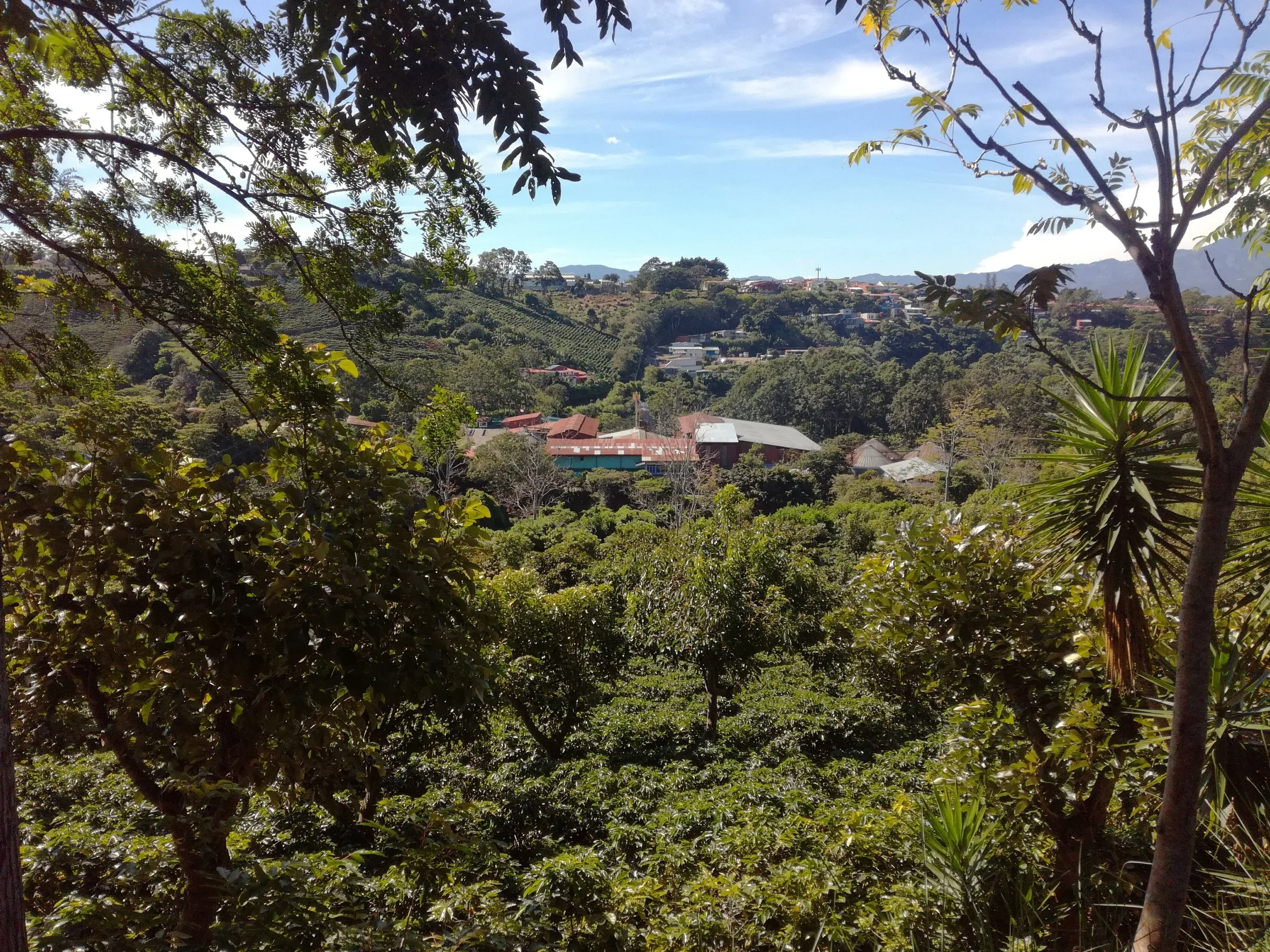 Cafe_Imports_Costa_Rica_Finca_Higuerones1-2023-03-03-031446.jpg