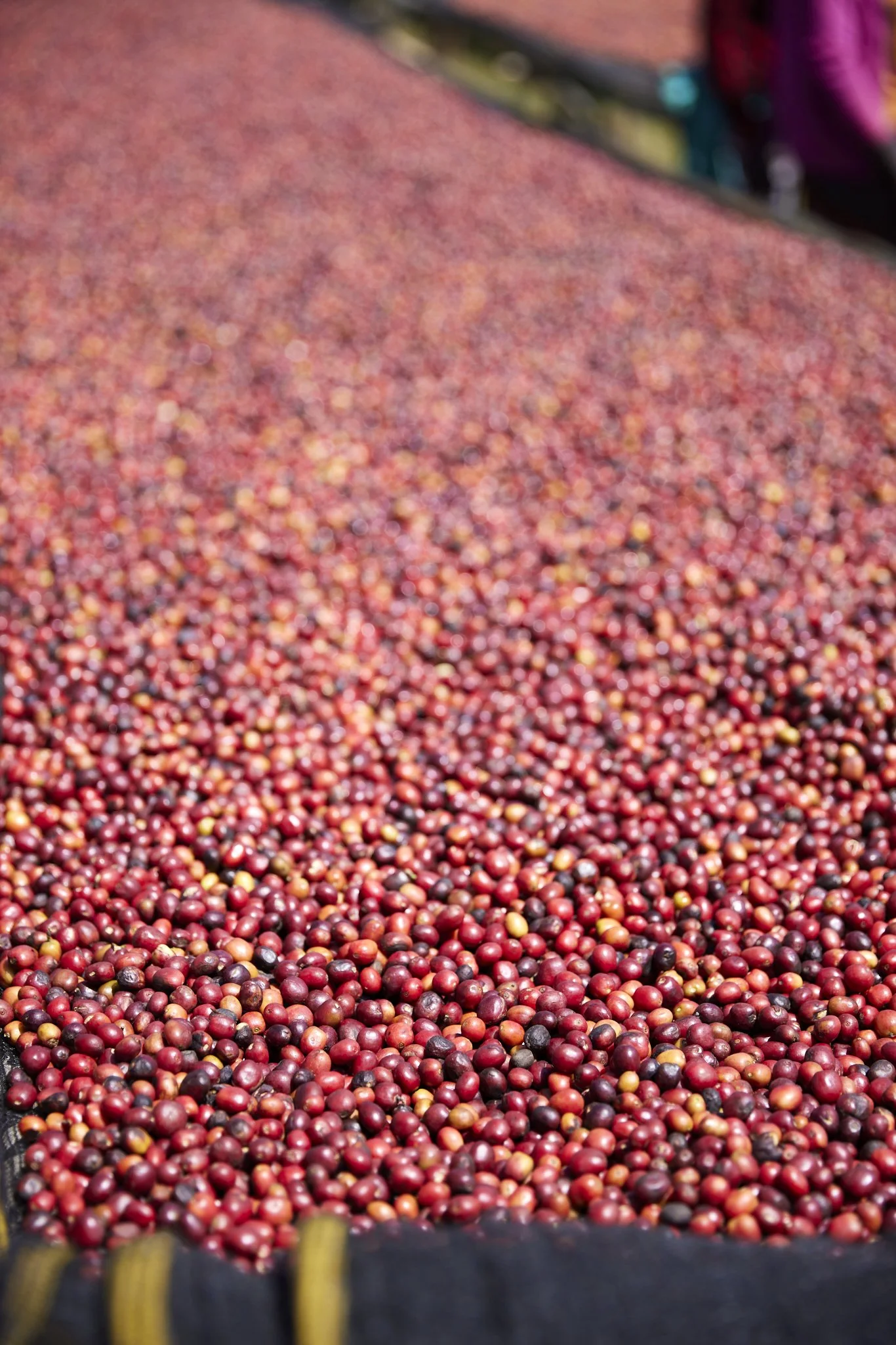 Cafe_Imports_Ethiopia_Duwancho4-2025-04-17-013207.jpg