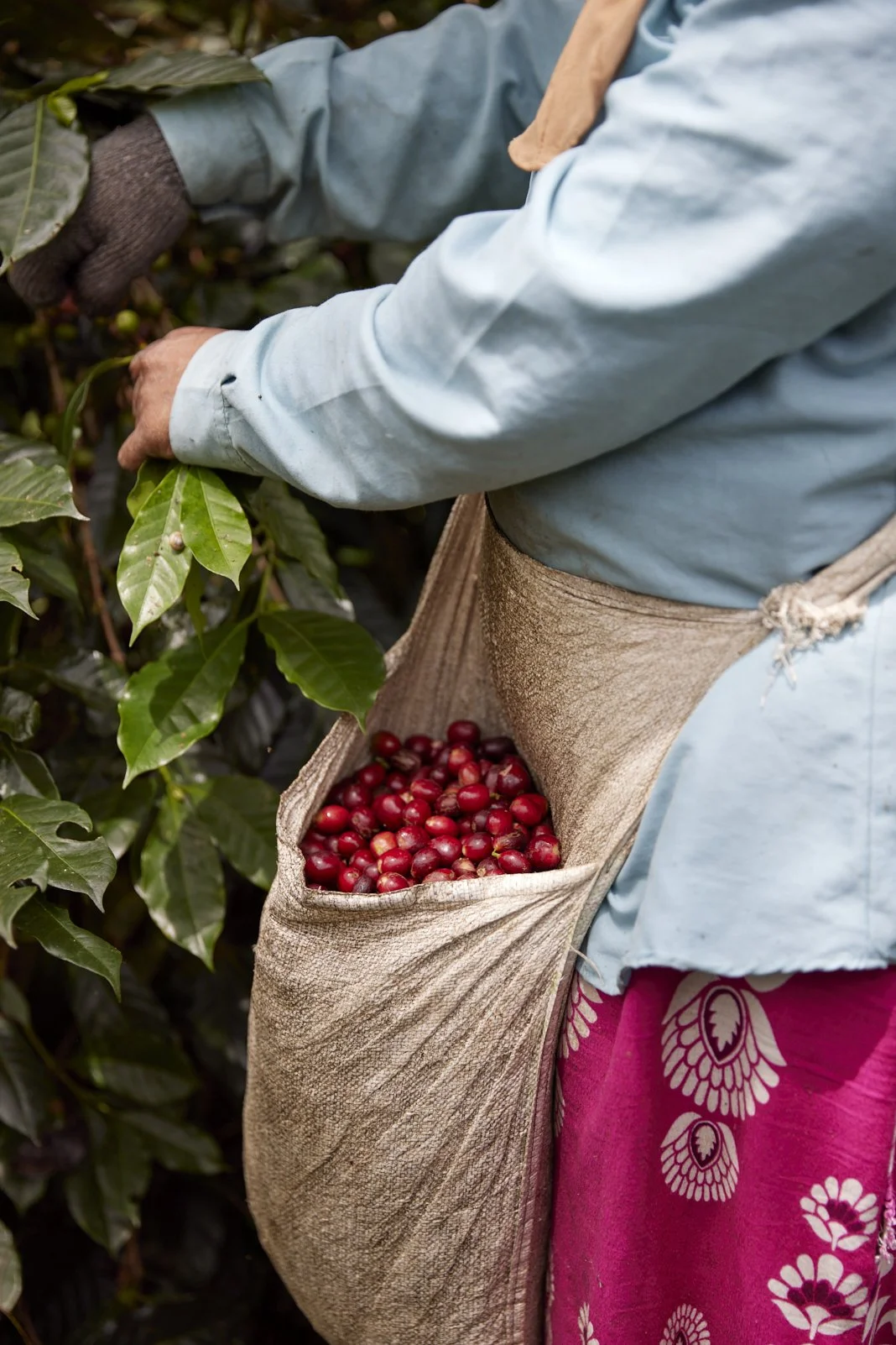 Cafe_Imports_Sumatra_Asman14-2025-10-20-165720.jpg
