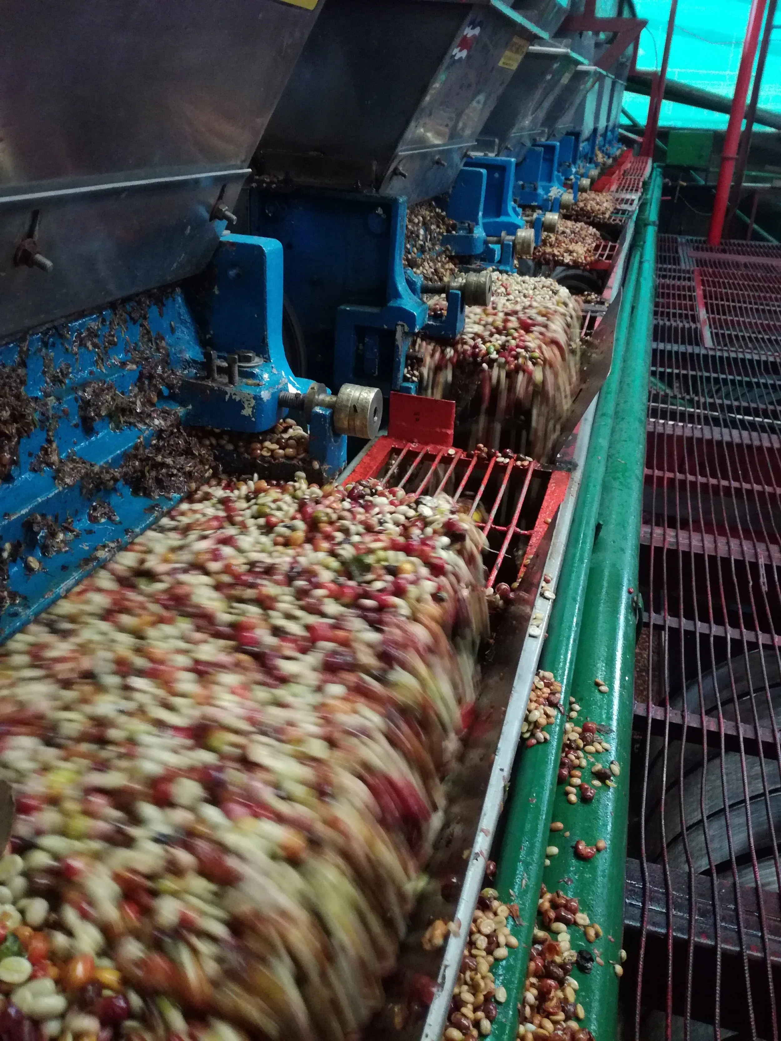 Cafe_Imports_Costa_Rica_Finca_Higuerones2-2023-03-03-031446.jpg
