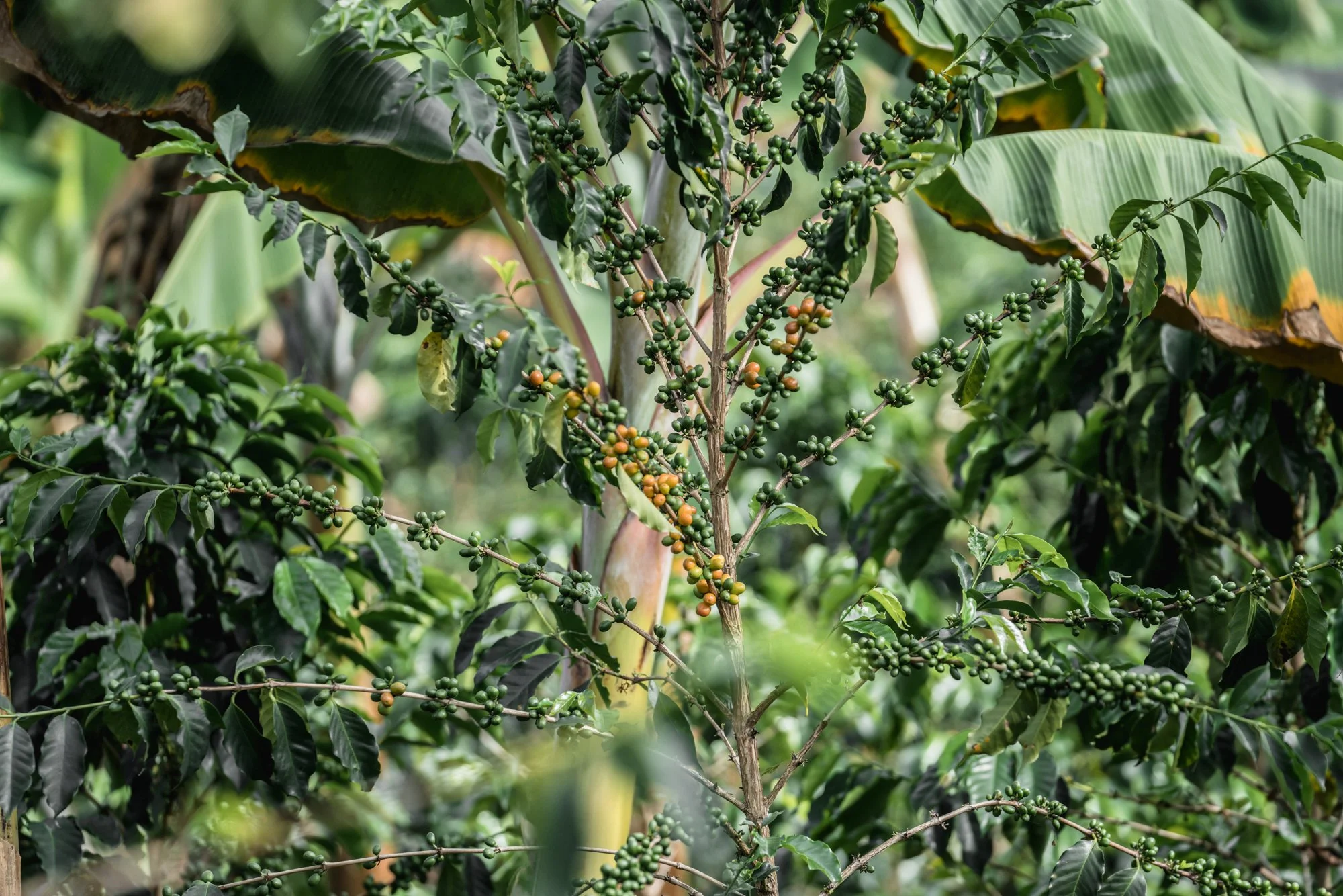 Cafe_Imports_Colombia_Microlot1-2022-05-03-042045.jpg