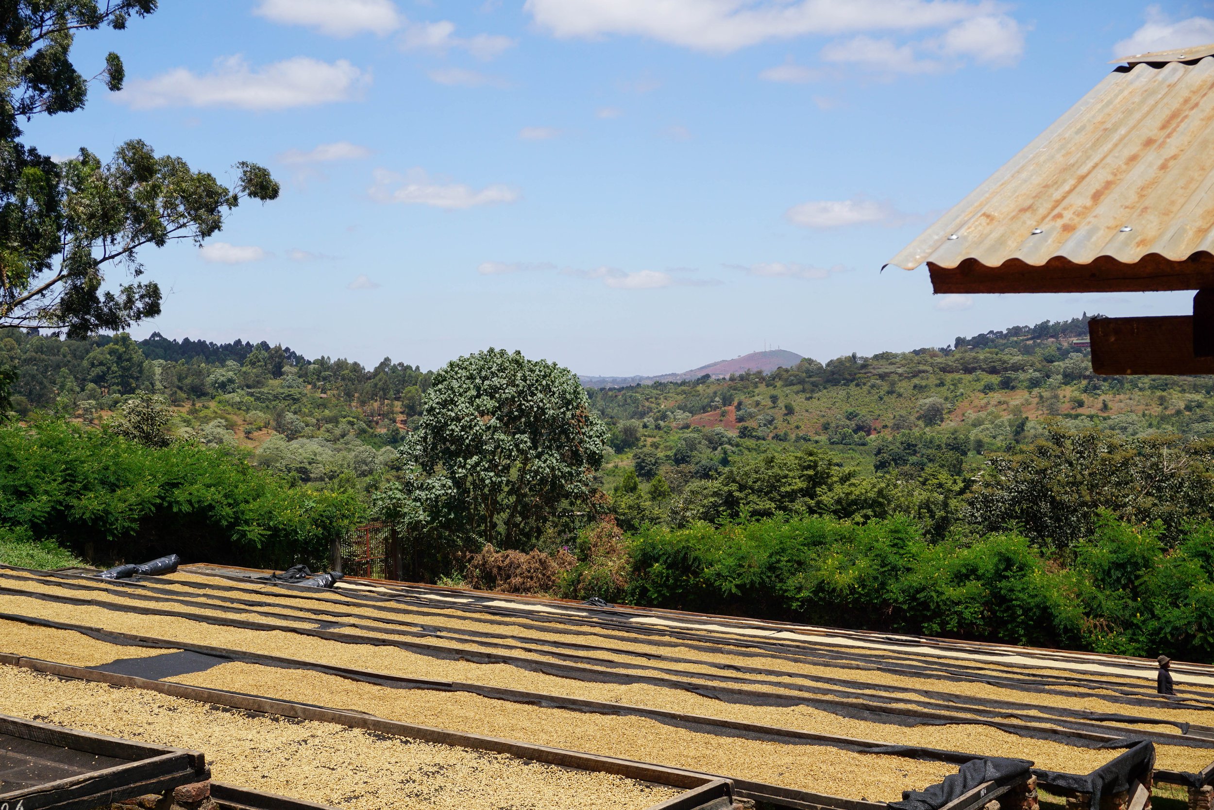 Cafe_Imports_Tanzania_Microlot-2022-05-06-030847.jpg