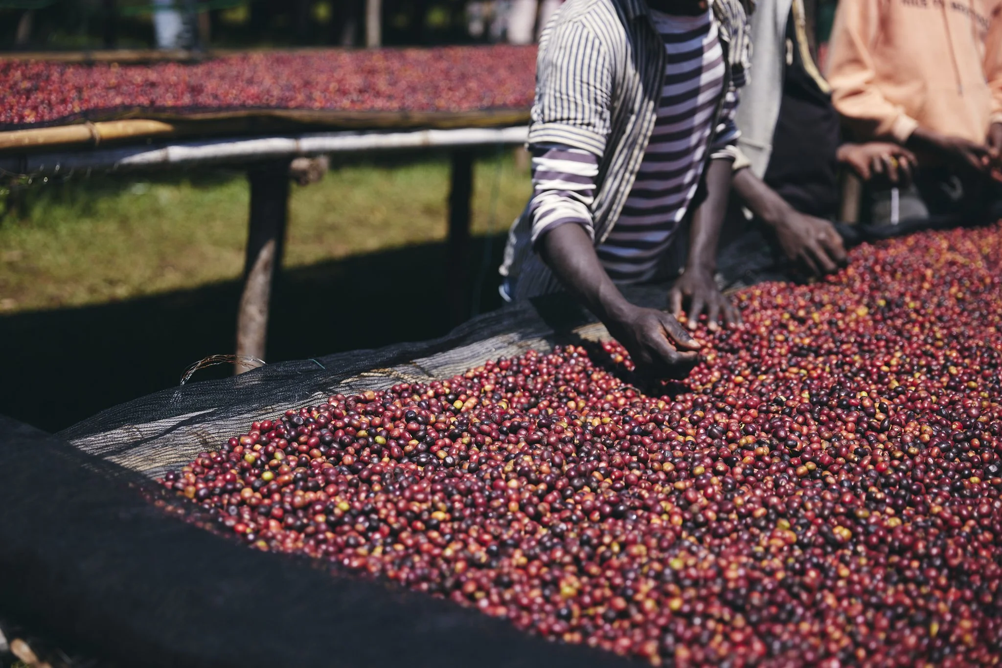 Cafe_Imports_Ethiopia_Duwancho2-2025-04-17-013207.jpg