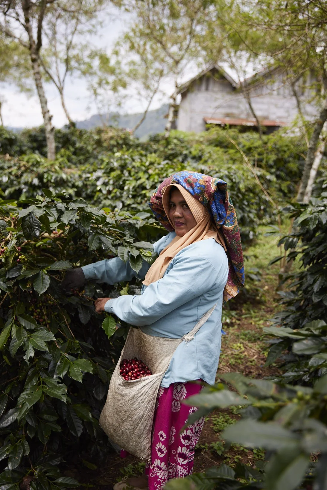 Cafe_Imports_Sumatra_Asman13-2025-10-20-165723.jpg