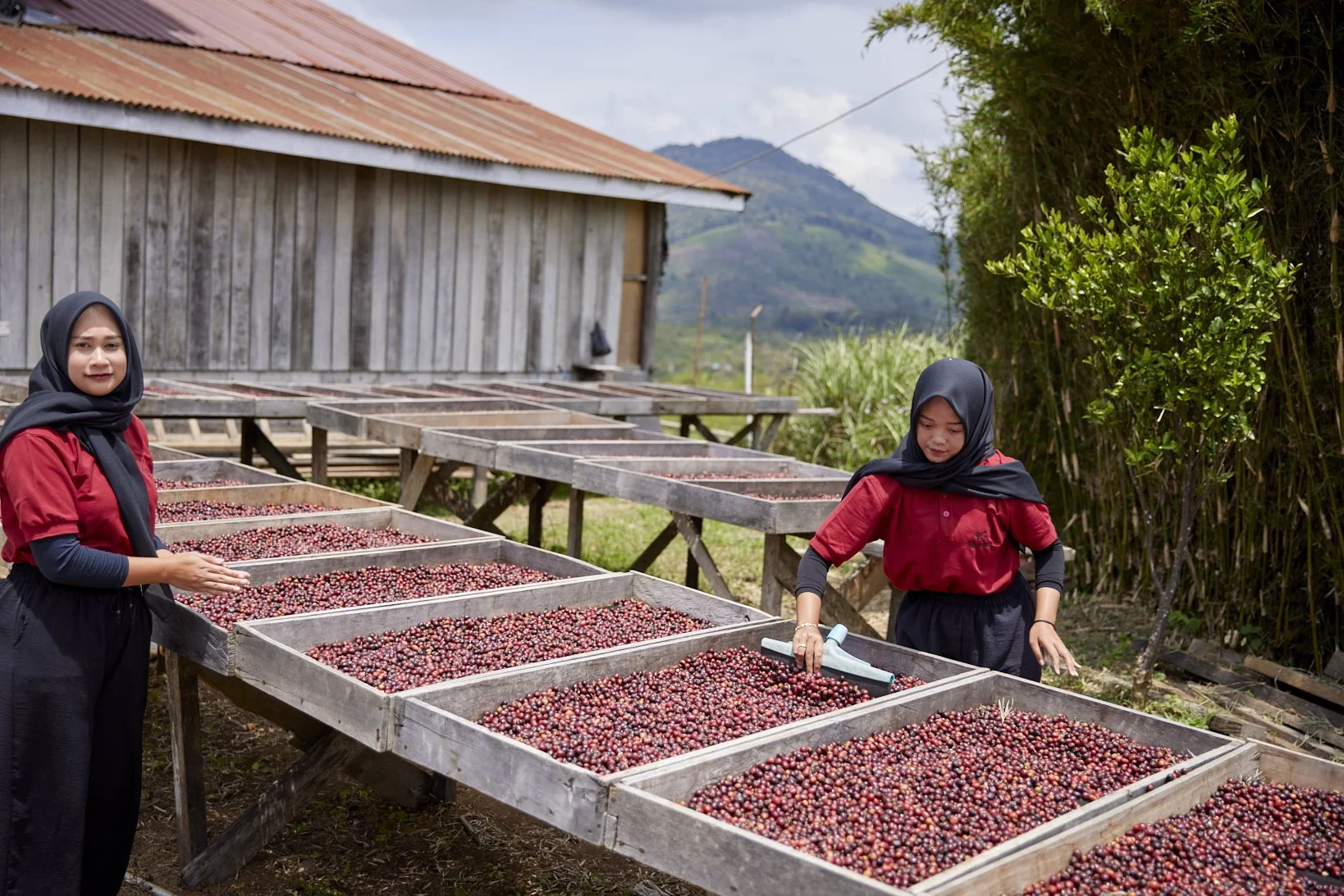 Cafe_Imports_Sumatra_Asman9-2025-10-20-165724.jpg