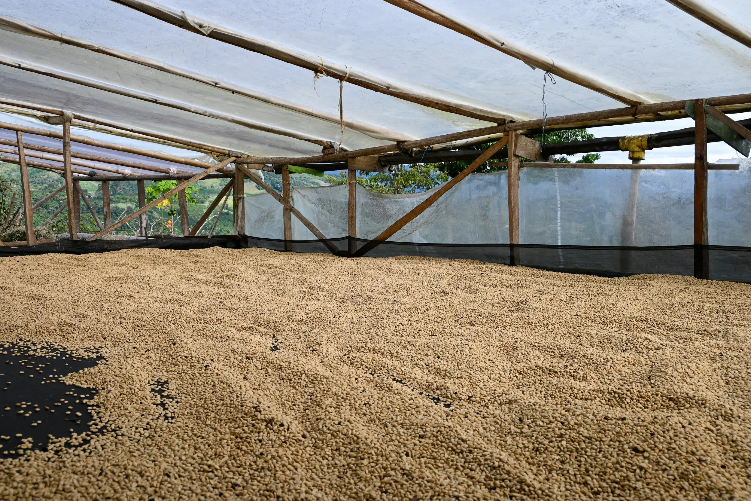 Cafe_Imports_Colombia_DP-2022-05-10-125647.jpg