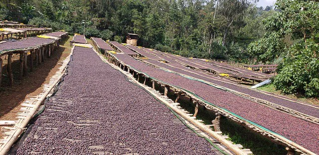 Cafe_Imports_Ethiopia_Banko_Gotiti-1-2022-04-29-191627.jpg