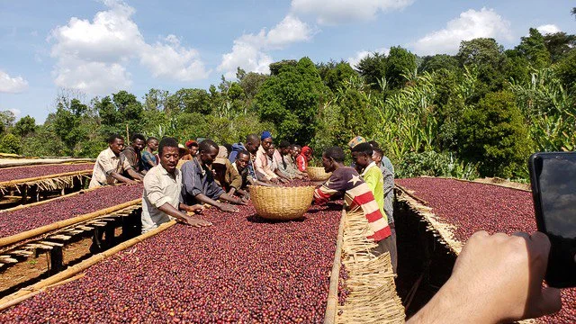 Cafe_Imports_Ethiopia_Banko_Gotiti-3-2022-04-29-191627.jpg