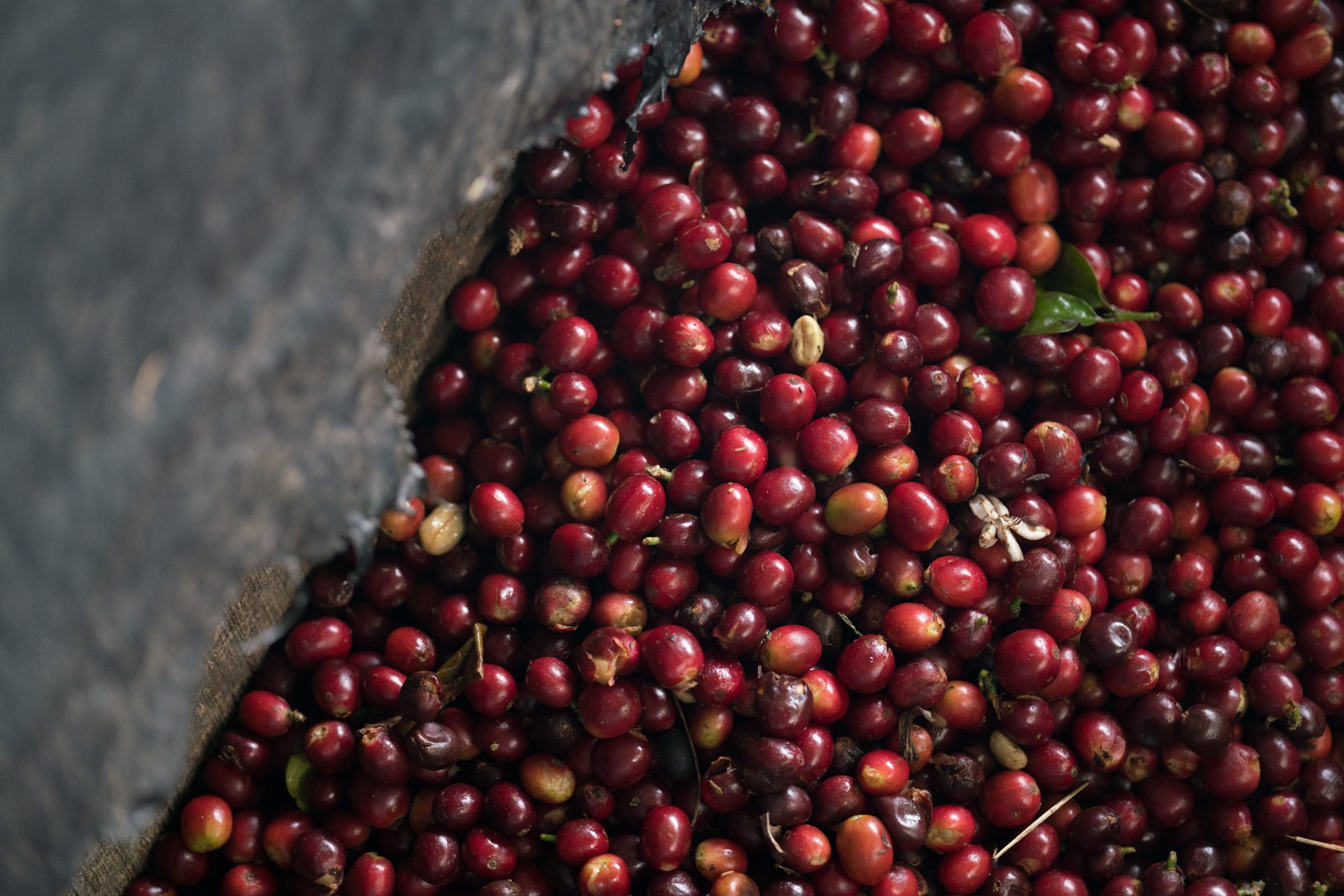 Cafe_Imports_Colombia_Microlot2-2022-05-03-042045.jpg