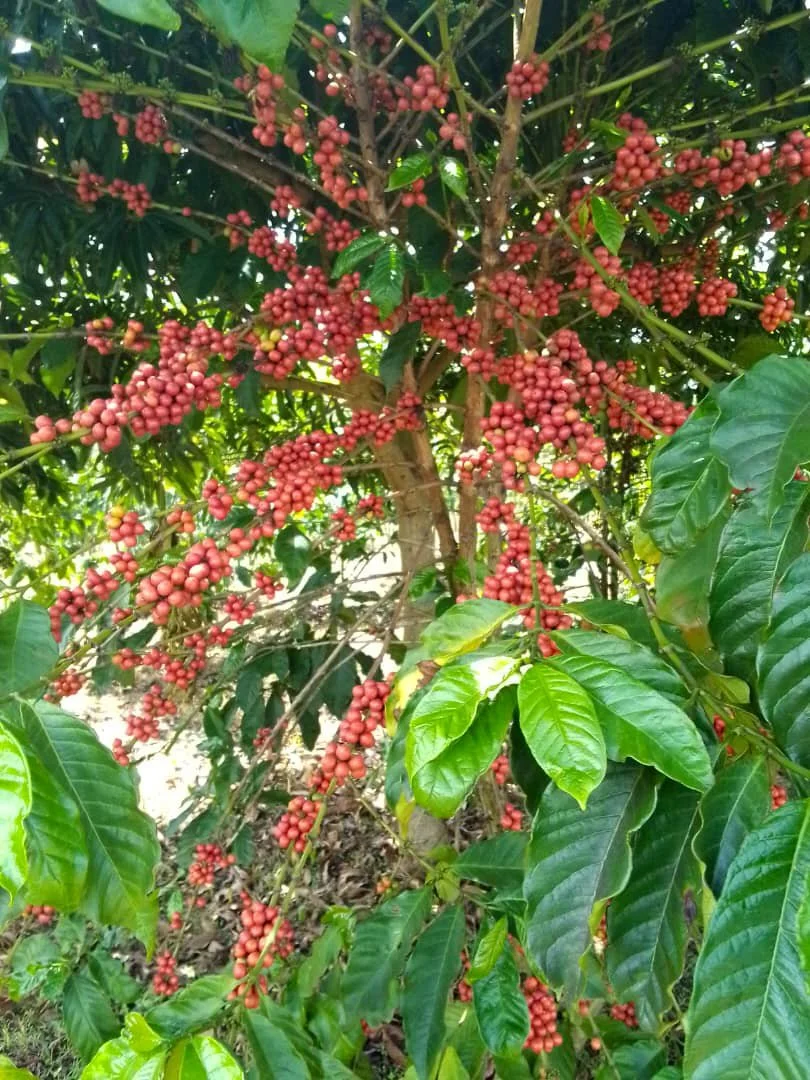 Cafe_Imports_Ethiopia_Kayon_Mountian-13-2024-06-05-202422.jpg