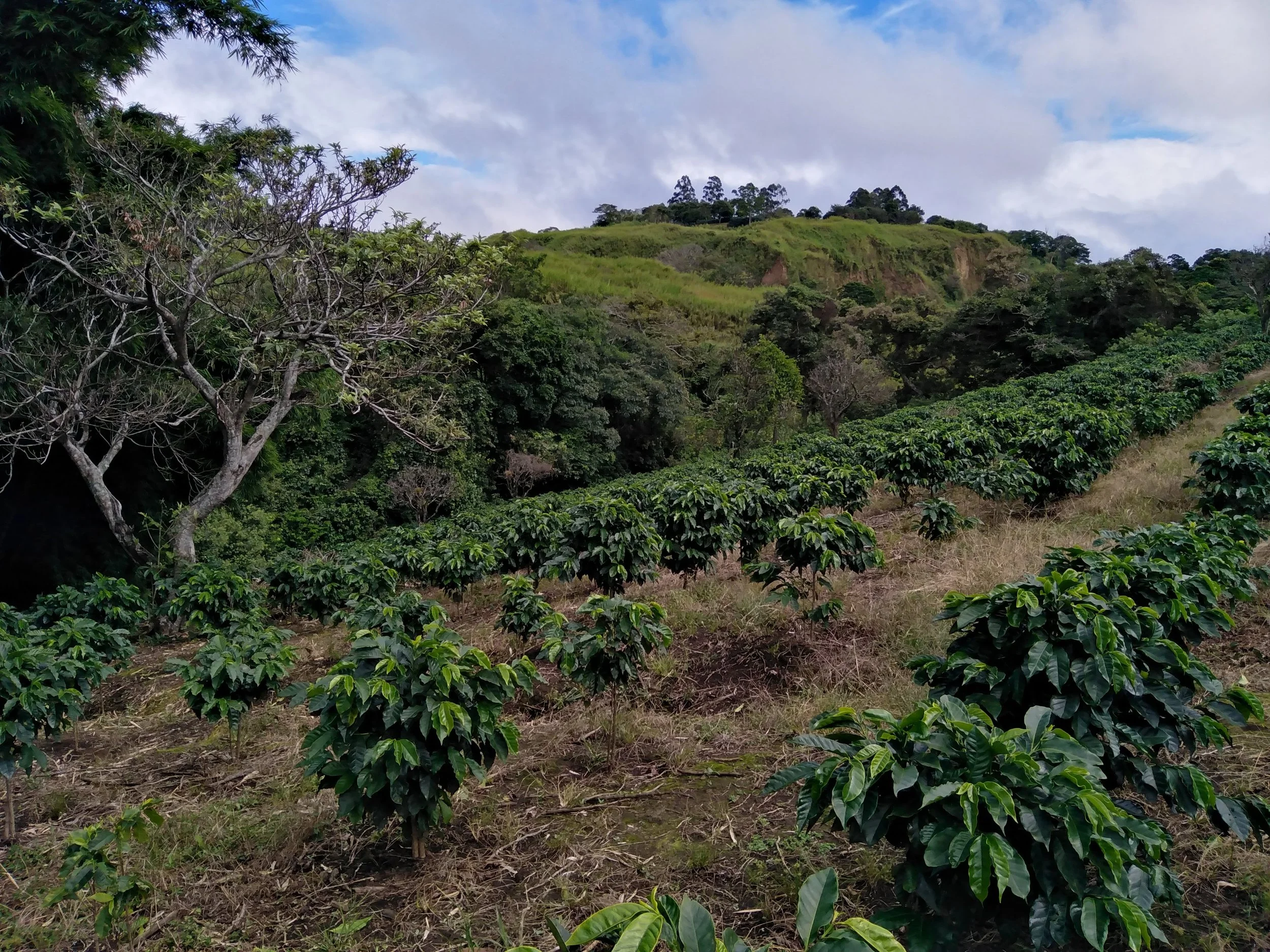 Cafe_Imports_Costa_Rica_Finca_Higuerones9-2023-03-03-031446.jpg