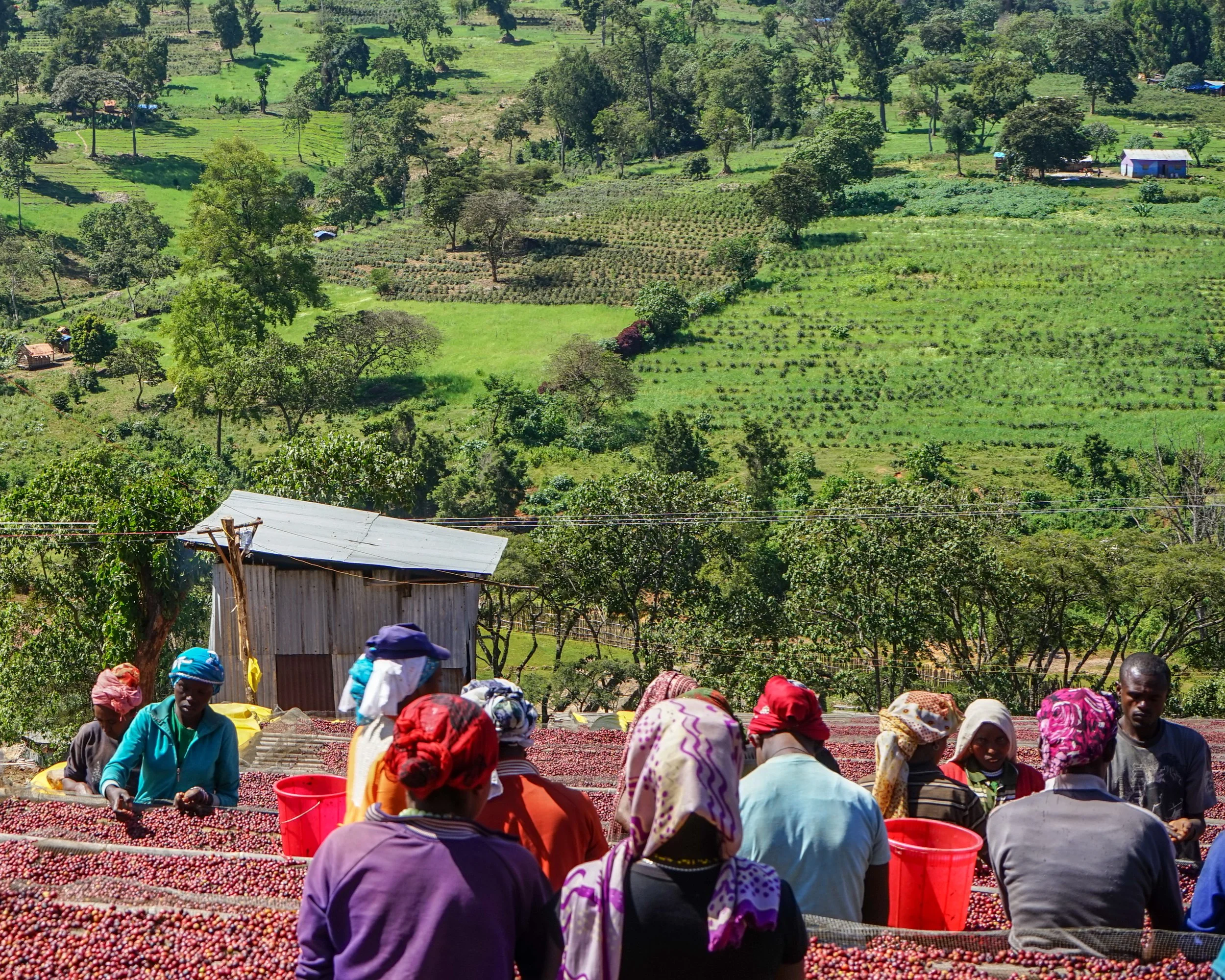 Cafe_Imports_Ethiopia_Kayon_Mountain-4-2022-08-02-015240.jpg