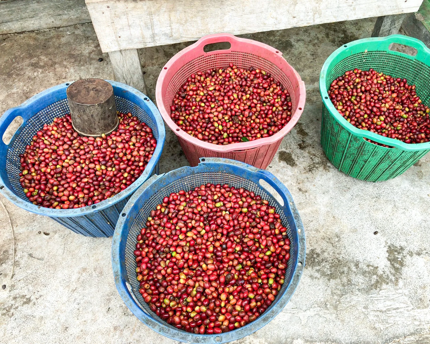 Cafe_Imports_Asman_Pantan_Musara-4-2024-02-27-222630.jpg