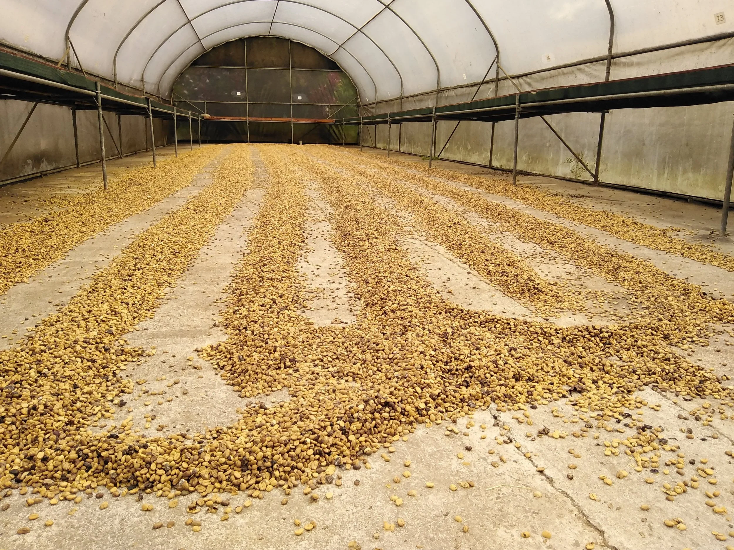 Cafe_Imports_Costa_Rica_Finca_Higuerones6-2023-03-03-031446.jpg