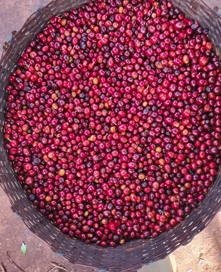 Cafe_Imports_Ethiopia_Kayon_Mountian-18-2024-06-05-202423.jpg