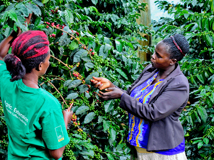 UGANDA_-_COFFEE_-_Sironko-Natural-1.png.webp