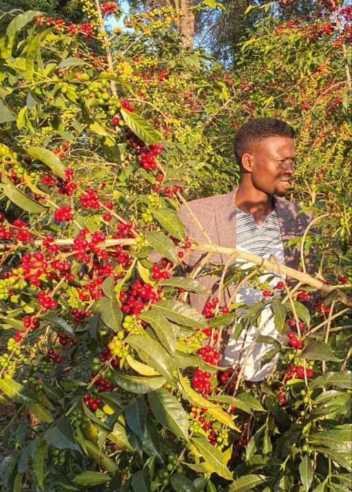Cafe_Imports_Ethiopia_Kayon_Mountian-8-2024-06-05-202422.jpg