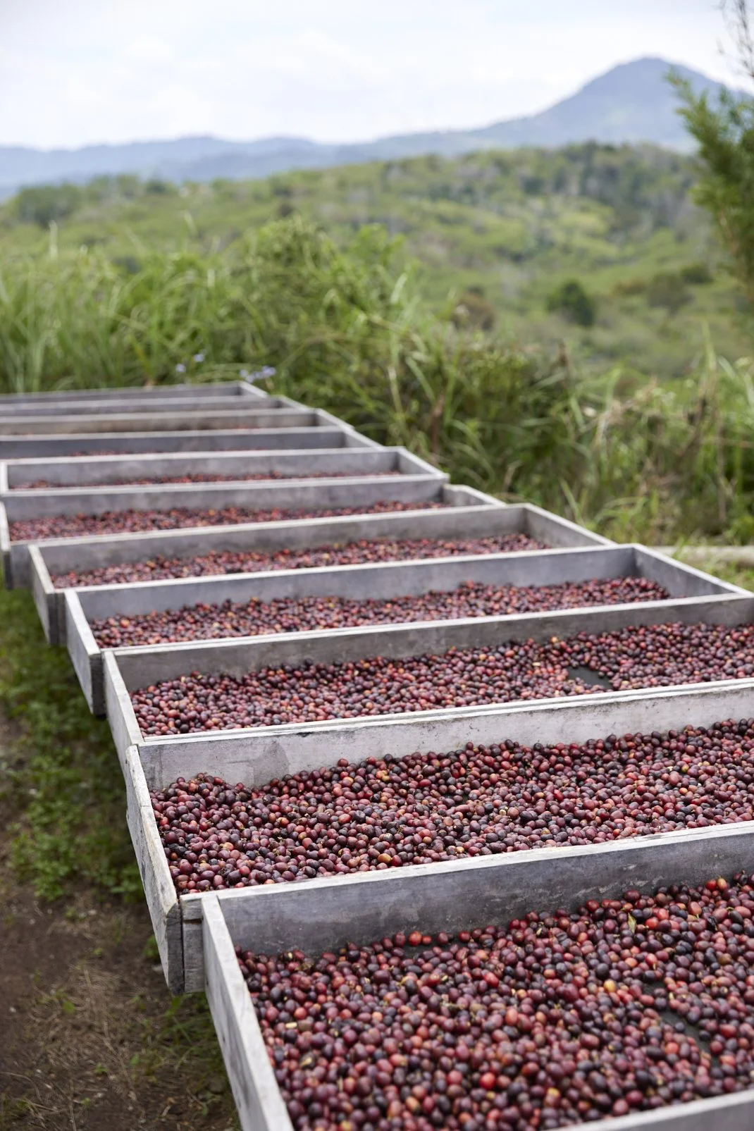 Cafe_Imports_Sumatra_Asman11-2025-10-20-165715.jpg