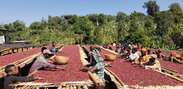 Cafe_Imports_Ethiopia_Banko_Gotiti-4-2022-04-29-191627.jpg