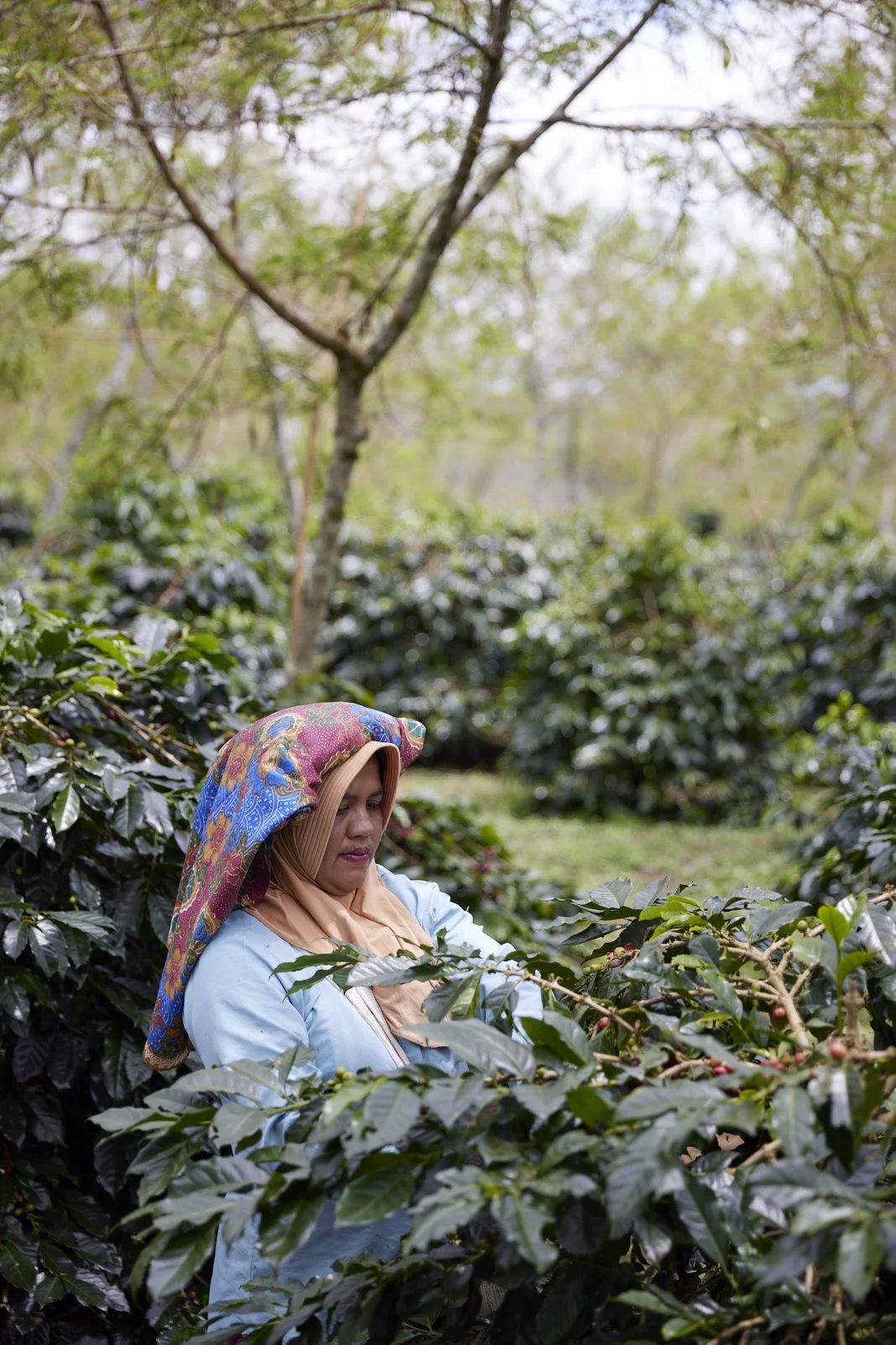 Cafe_Imports_Sumatra_Asman15-2025-10-20-165720.jpg