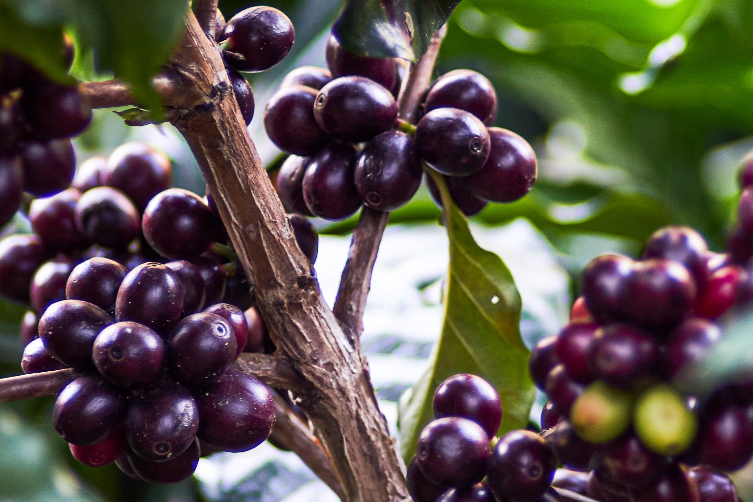 Cafe_Imports_Guatemala_Microlot-2022-05-03-023553.jpg