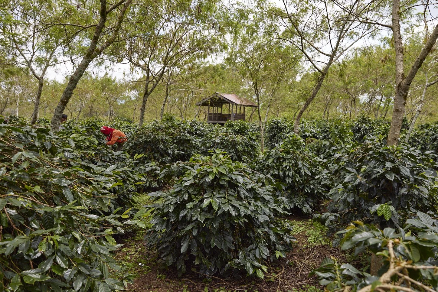 Cafe_Imports_Sumatra_Asman16-2025-10-20-165725.jpg