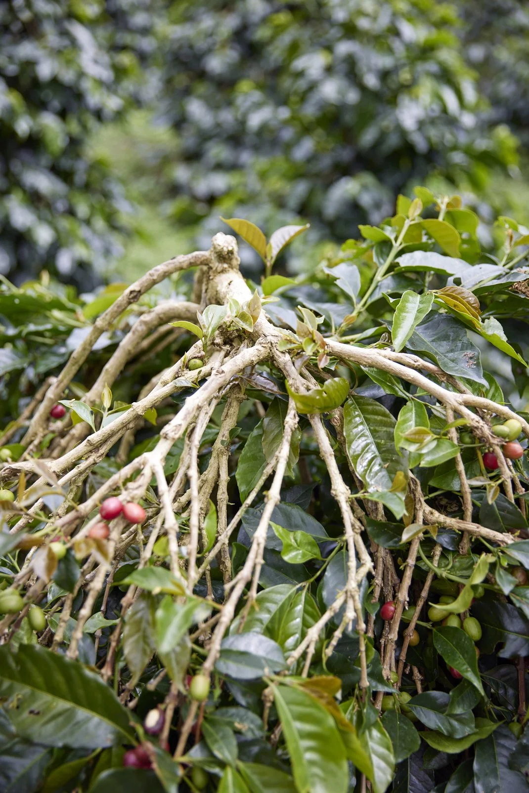 Cafe_Imports_Sumatra_Asman19-2025-10-20-165722.jpg