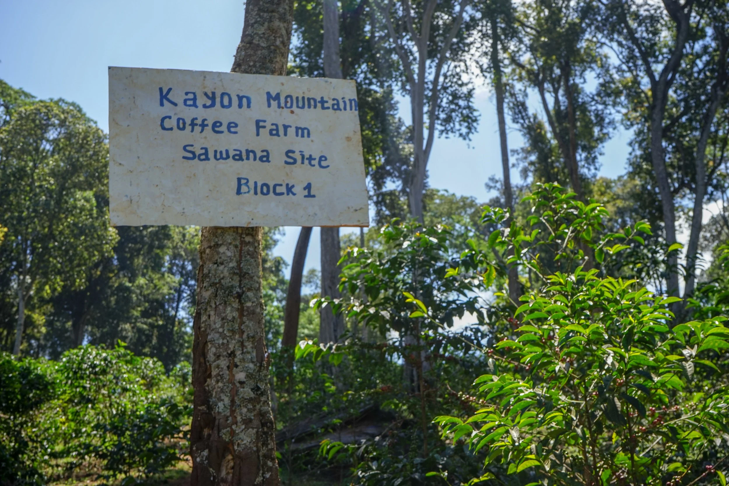 Cafe_Imports_Ethiopia_Kayon_Mountain-2022-08-02-015240.jpg