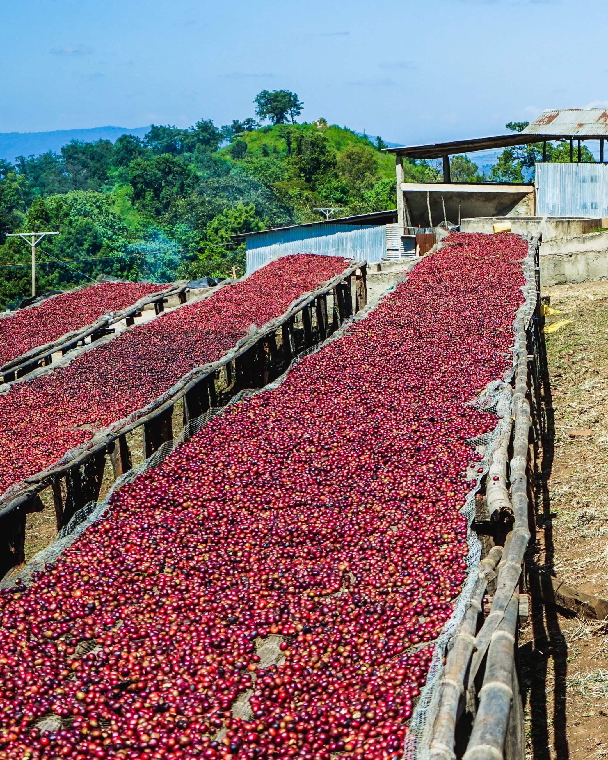 Cafe_Imports_Ethiopia_Kayon_Mountain-3-2022-08-02-015234.jpg