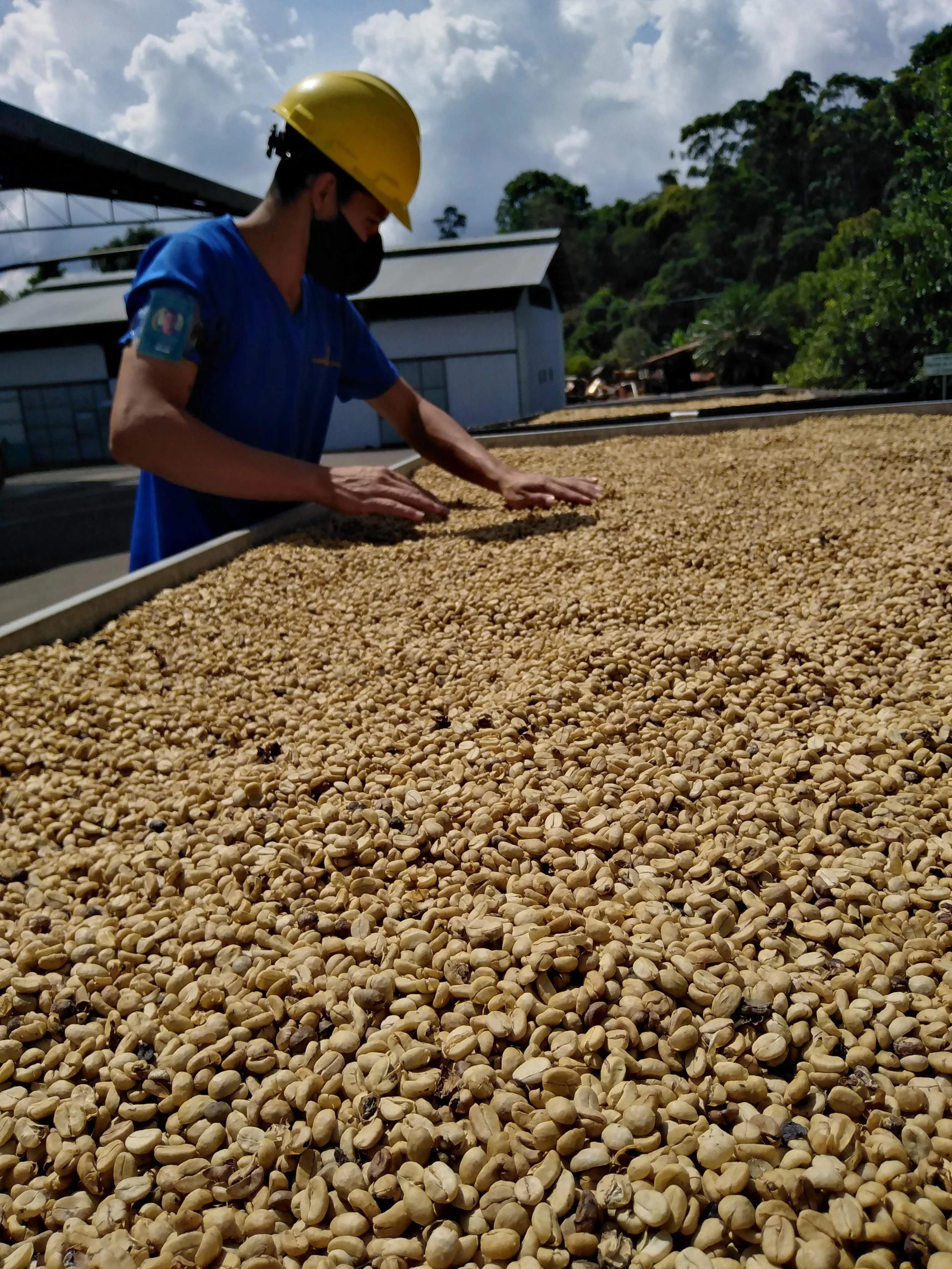 Cafe_Imports_Costa_Rica_Finca_Higuerones5-2023-03-03-031446.jpg